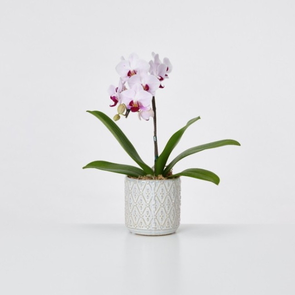 [胡蝶蘭]ミディ１本立ち白赤　オーバル鉢
