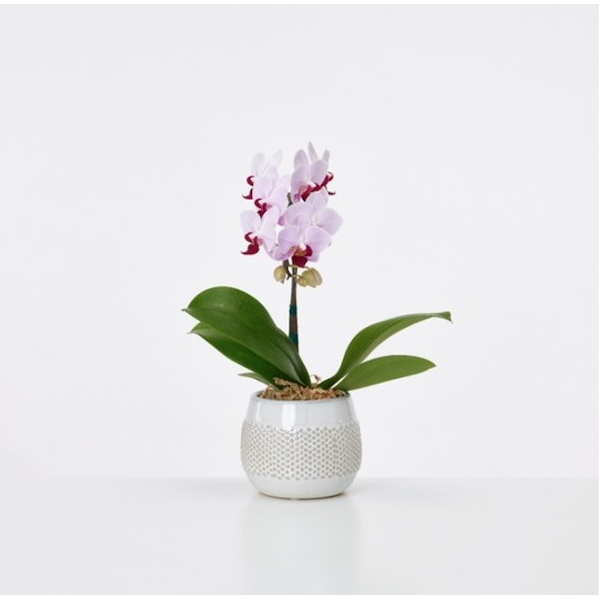 [胡蝶蘭]ミディ１本立ち白赤　丸鉢