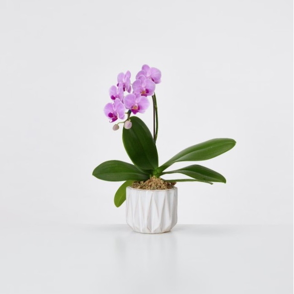 [胡蝶蘭]ミディ１本立ちピンク　カヌレ鉢