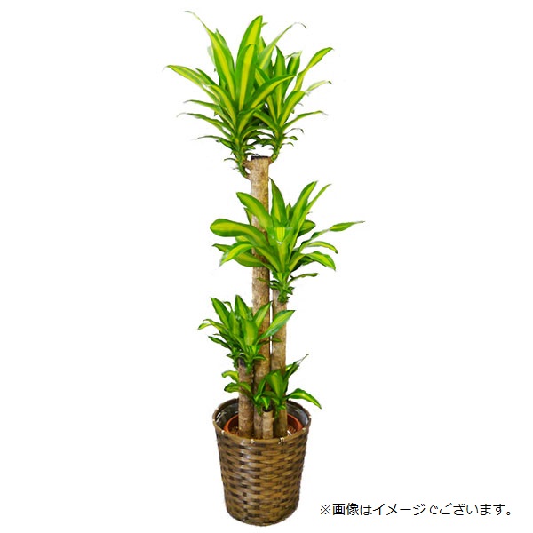 [観葉植物]品種おまかせ カゴ鉢