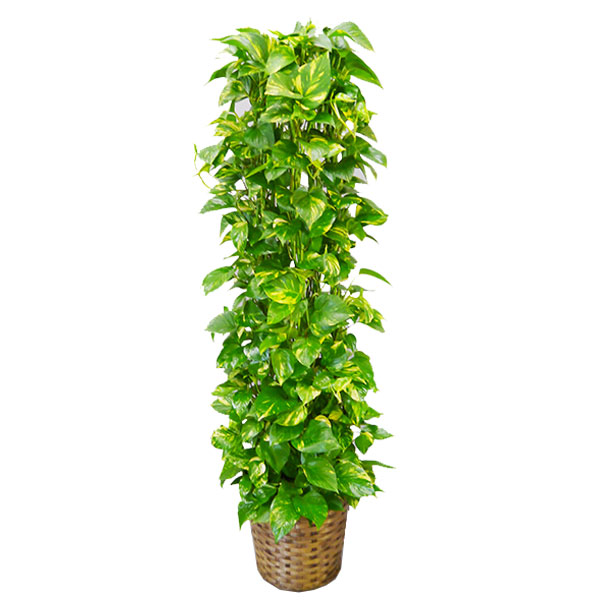[観葉植物]品種おまかせ カゴ鉢