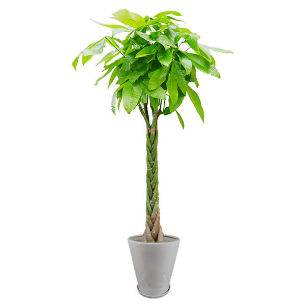 [観葉植物]品種おまかせ 陶器鉢