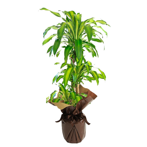 [観葉植物]品種おまかせ Lサイズ