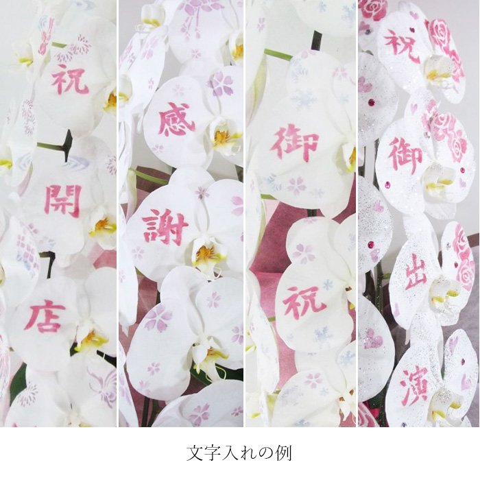 [胡蝶蘭]化粧蘭 3本立 プラチナタイプ