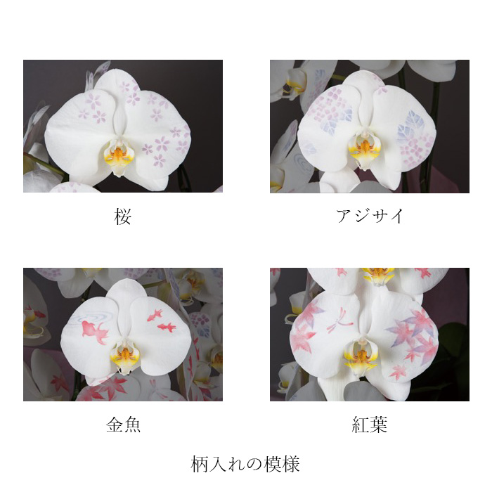 [胡蝶蘭]化粧蘭 3本立 プラチナタイプ