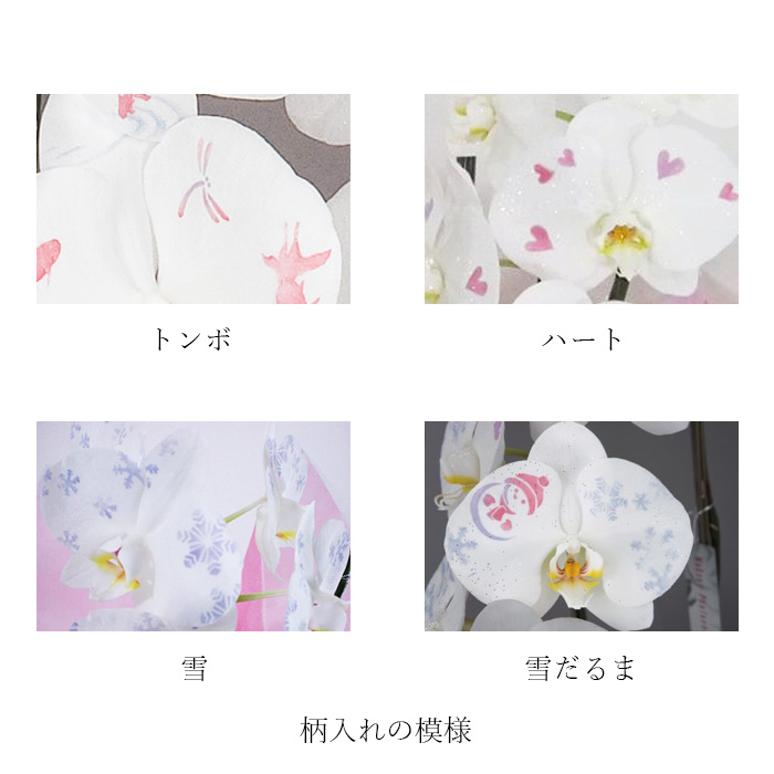[胡蝶蘭]化粧蘭 3本立 プラチナタイプ