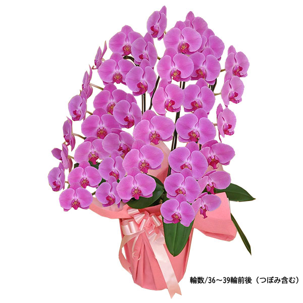 [胡蝶蘭]ピンク 3本立 スタンダードタイプ