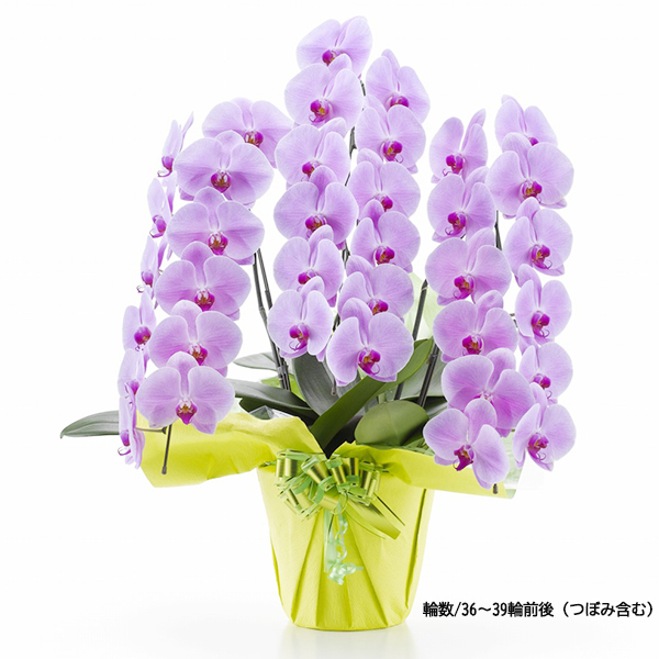 [胡蝶蘭]ピンク 3本立 スタンダードタイプ