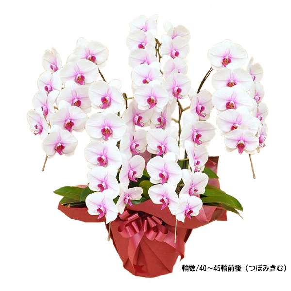 [胡蝶蘭]赤リップ 5本立 スタンダードタイプ【お届け時間指定不可】
