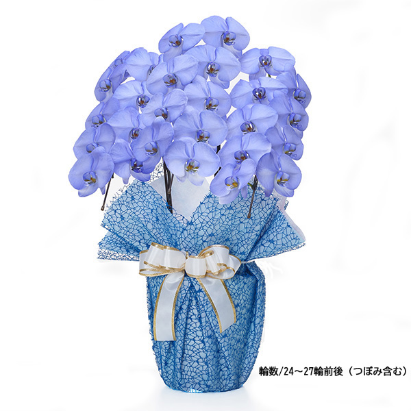 [胡蝶蘭]カラー 3本立 MIYABIシリーズ