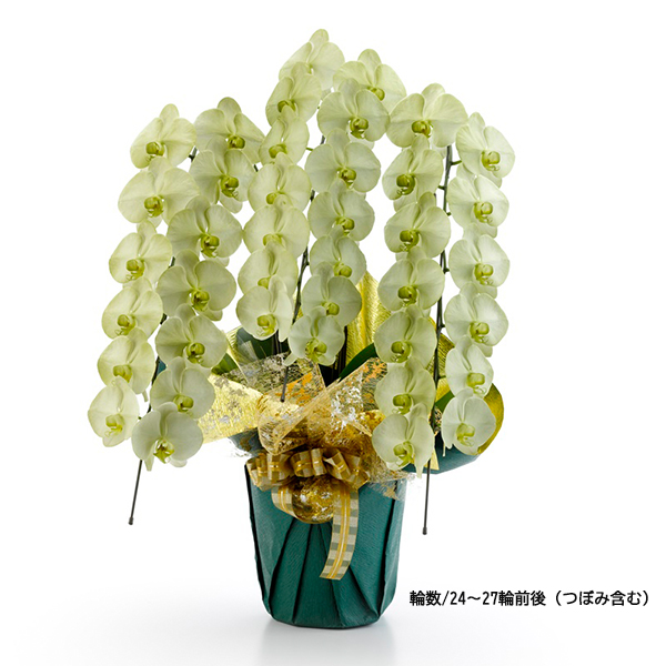 [胡蝶蘭]カラー 3本立 MIYABIシリーズ