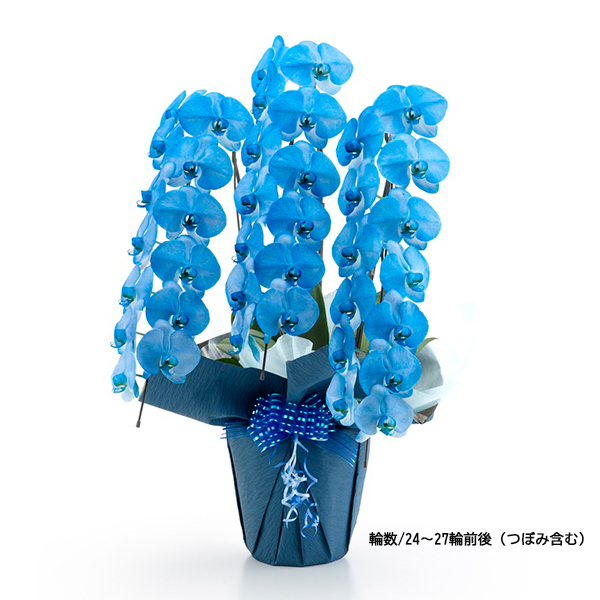 [胡蝶蘭]カラー 3本立 MIYABIシリーズ