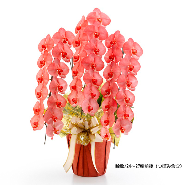 [胡蝶蘭]カラー 3本立 MIYABIシリーズ