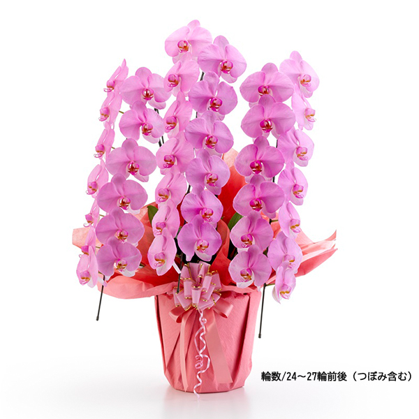 [胡蝶蘭]カラー 3本立 MIYABIシリーズ