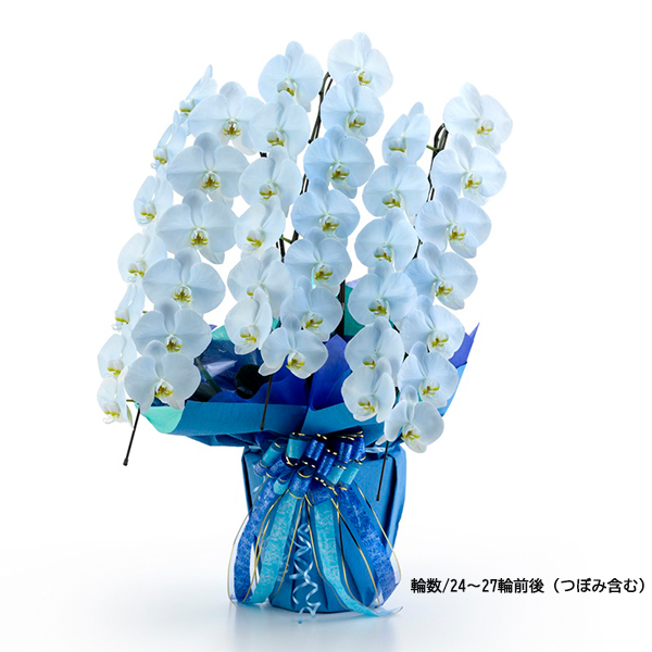 [胡蝶蘭]カラー 3本立 MIYABIシリーズ