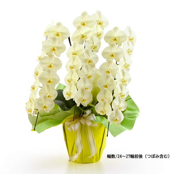 [胡蝶蘭]カラー 3本立 MIYABIシリーズ