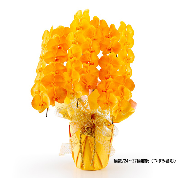 [胡蝶蘭]カラー 3本立 MIYABIシリーズ