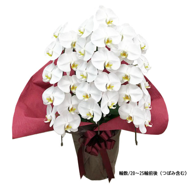 [胡蝶蘭]白 3本立 スタンダードタイプ