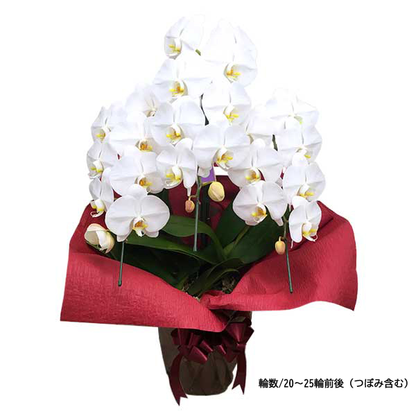 [胡蝶蘭]白 3本立 スタンダードタイプ