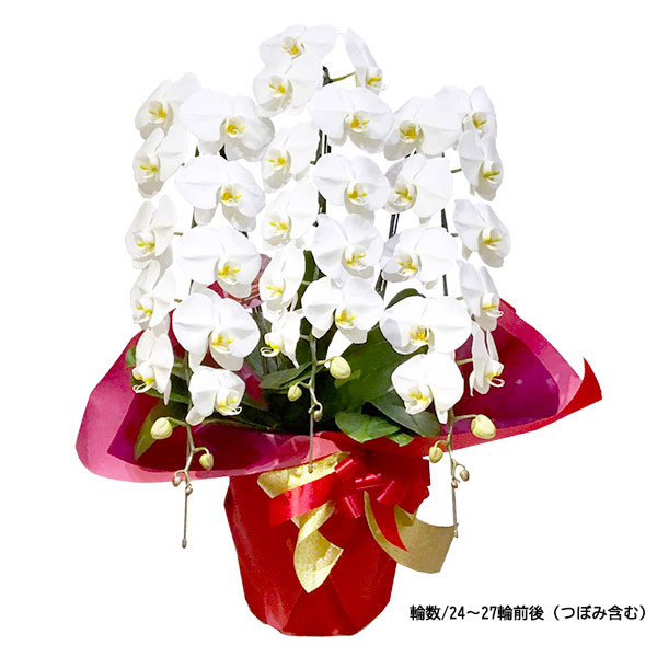 毎月1日～15日まで10%OFF！　　　　　[胡蝶蘭]白 3本立 スタンダードタイプ　通常:22,000円