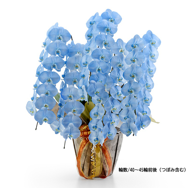 [胡蝶蘭]カラー 5本立 MIYABIシリーズ【お届け時間指定不可】