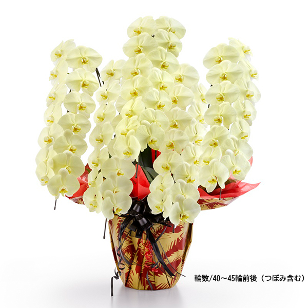 [胡蝶蘭]カラー 5本立 MIYABIシリーズ【お届け時間指定不可】