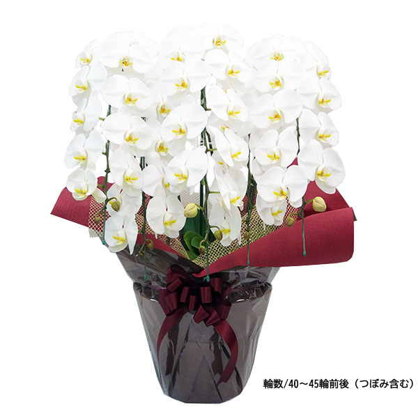 [胡蝶蘭]白 5本立 スタンダードタイプ【お届け時間指定不可】