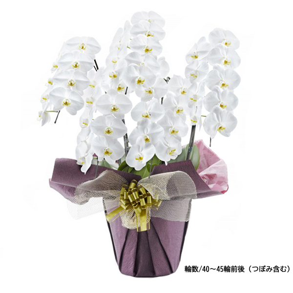 [胡蝶蘭]白 5本立 スタンダードタイプ【お届け時間指定不可】