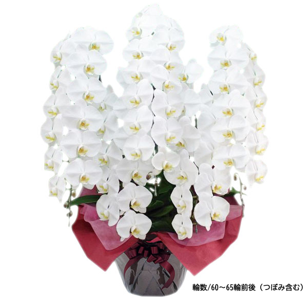 毎月1日～15日まで15%OFF！　　　　　[胡蝶蘭]白 5本立 スタンダードタイプ　通常:55,000円