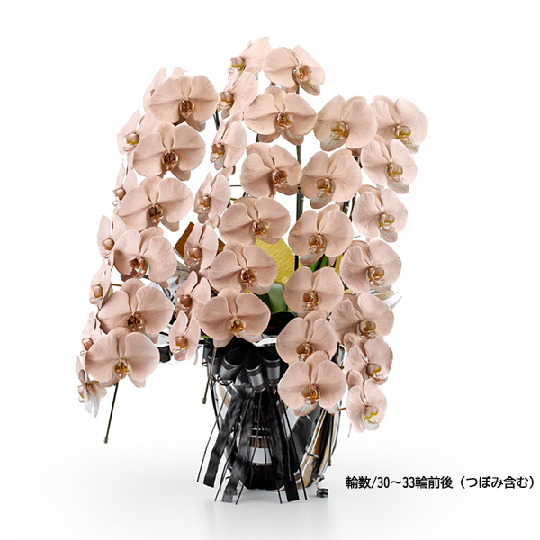 [胡蝶蘭]ブロンズ 3本立 MIYABIシリーズ