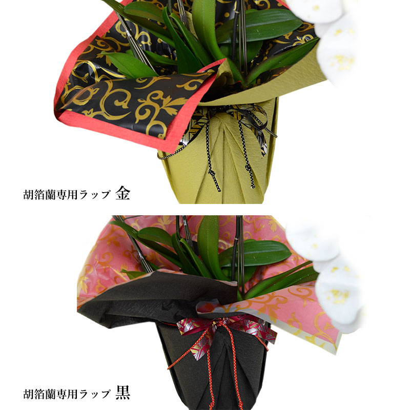 [胡蝶蘭]金箔蘭 3本立 胡箔蘭タイプ