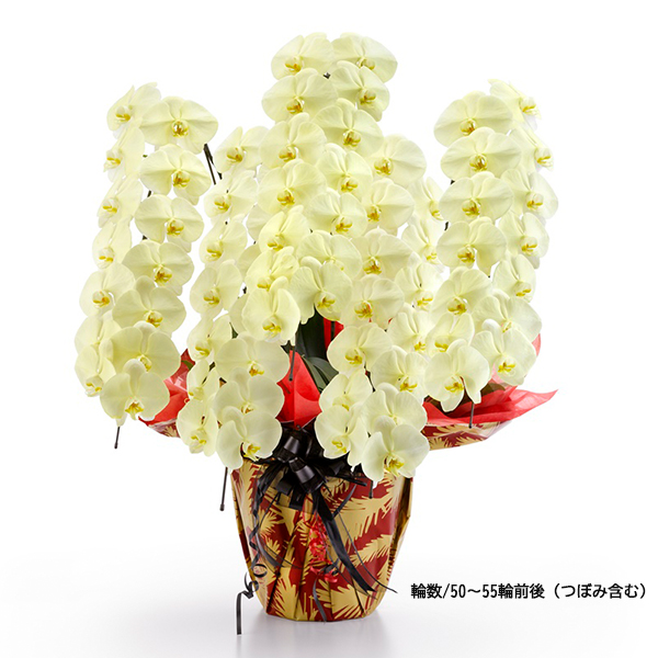 [胡蝶蘭]カラー 5本立 MIYABIシリーズ 【お届け時間指定不可】