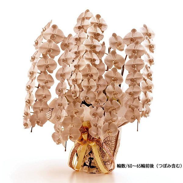 [胡蝶蘭]ブロンズ 5本立 MIYABIシリーズ【お届け時間指定不可】