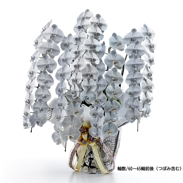 [胡蝶蘭]シルバー 5本立 MIYABIシリーズ【お届け時間指定不可】