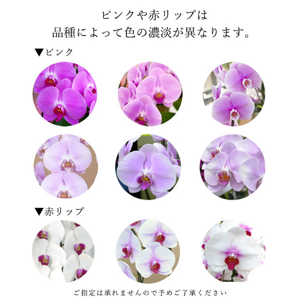 [胡蝶蘭]ピンク 3本立 スタンダードタイプ