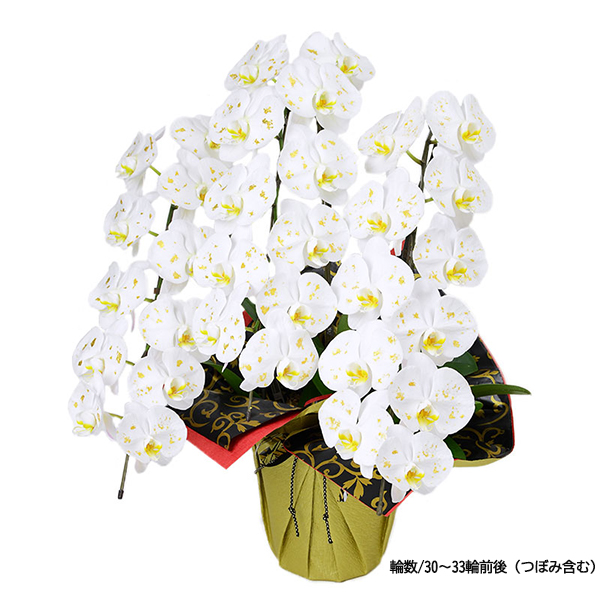 [胡蝶蘭]金箔蘭 3本立 胡箔蘭タイプ