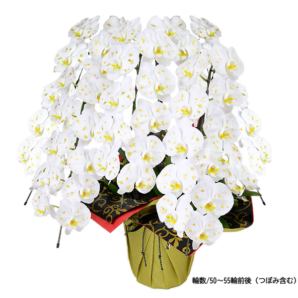 [胡蝶蘭]金箔蘭 5本立 胡箔蘭タイプ