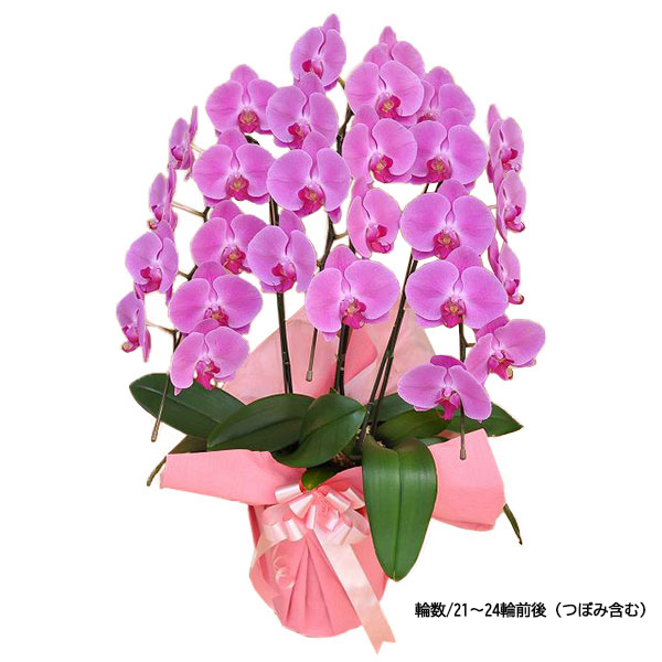 [胡蝶蘭]ピンク 3本立 スタンダードタイプ