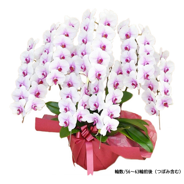 [胡蝶蘭]赤リップ 7本立 スタンダードタイプ【お届け時間指定不可】