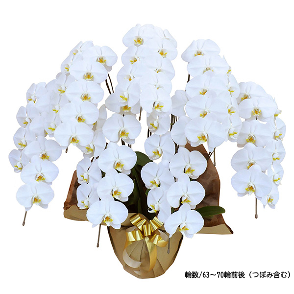 [胡蝶蘭]白 7本立 スタンダードタイプ【お届け時間指定不可】