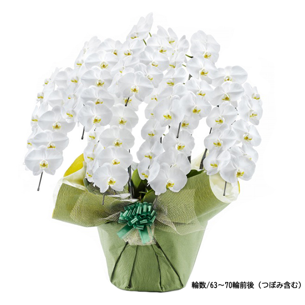 [胡蝶蘭]白 7本立 スタンダードタイプ【お届け時間指定不可】