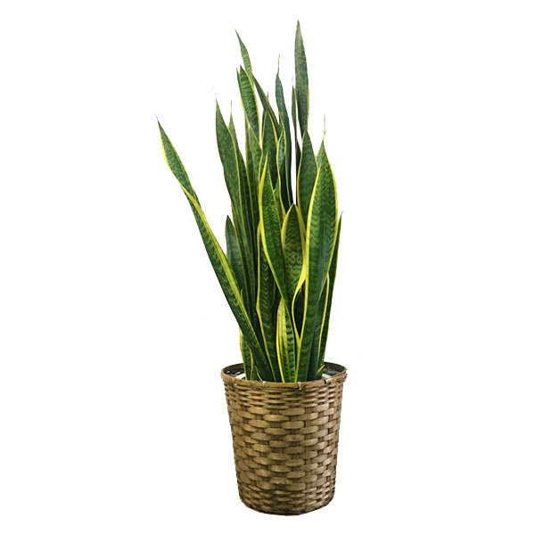 [観葉植物]品種おまかせ Mサイズ