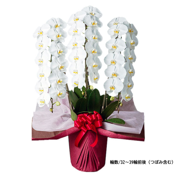 毎月1日～15日まで15%OFF！　　　　[胡蝶蘭]白 3本立 スタンダードタイプ　通常:33,000円(税込)