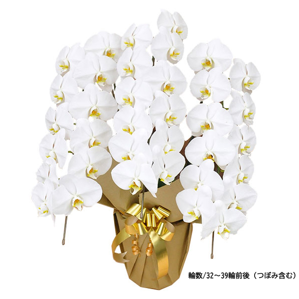 毎月1日～15日まで15%OFF！[胡蝶蘭]白 3本立 スタンダードタイプ　通常:33,000円(税込)
