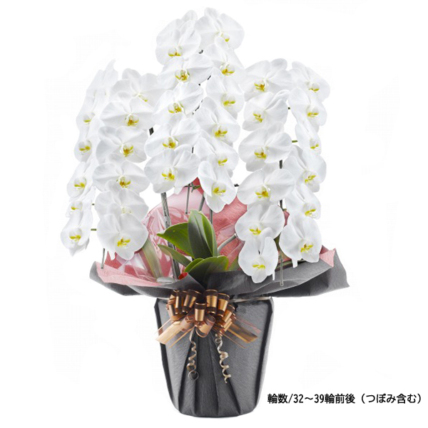 毎月1日～15日まで15%OFF！[胡蝶蘭]白 3本立 スタンダードタイプ　通常:33,000円(税込)
