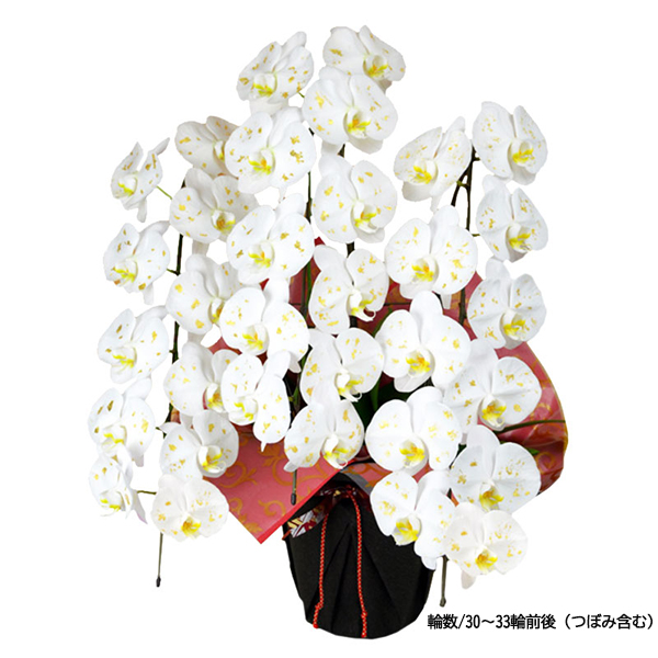 胡蝶蘭　金箔蘭 5本立 胡箔蘭　法人　お祝　祝い花　5万円