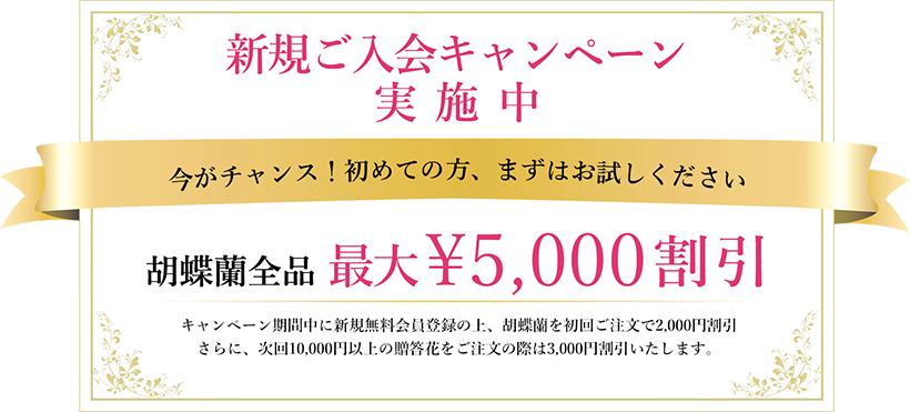 期間限定トライアルキャンペーン 胡蝶蘭5,000円割引
